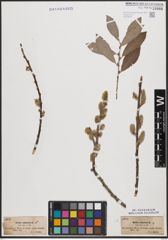 Foto von Salix cinerea L.